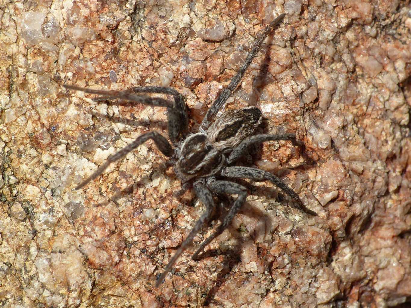 Thanatus con ovisacco - Santa Teresa Gallura (OT)